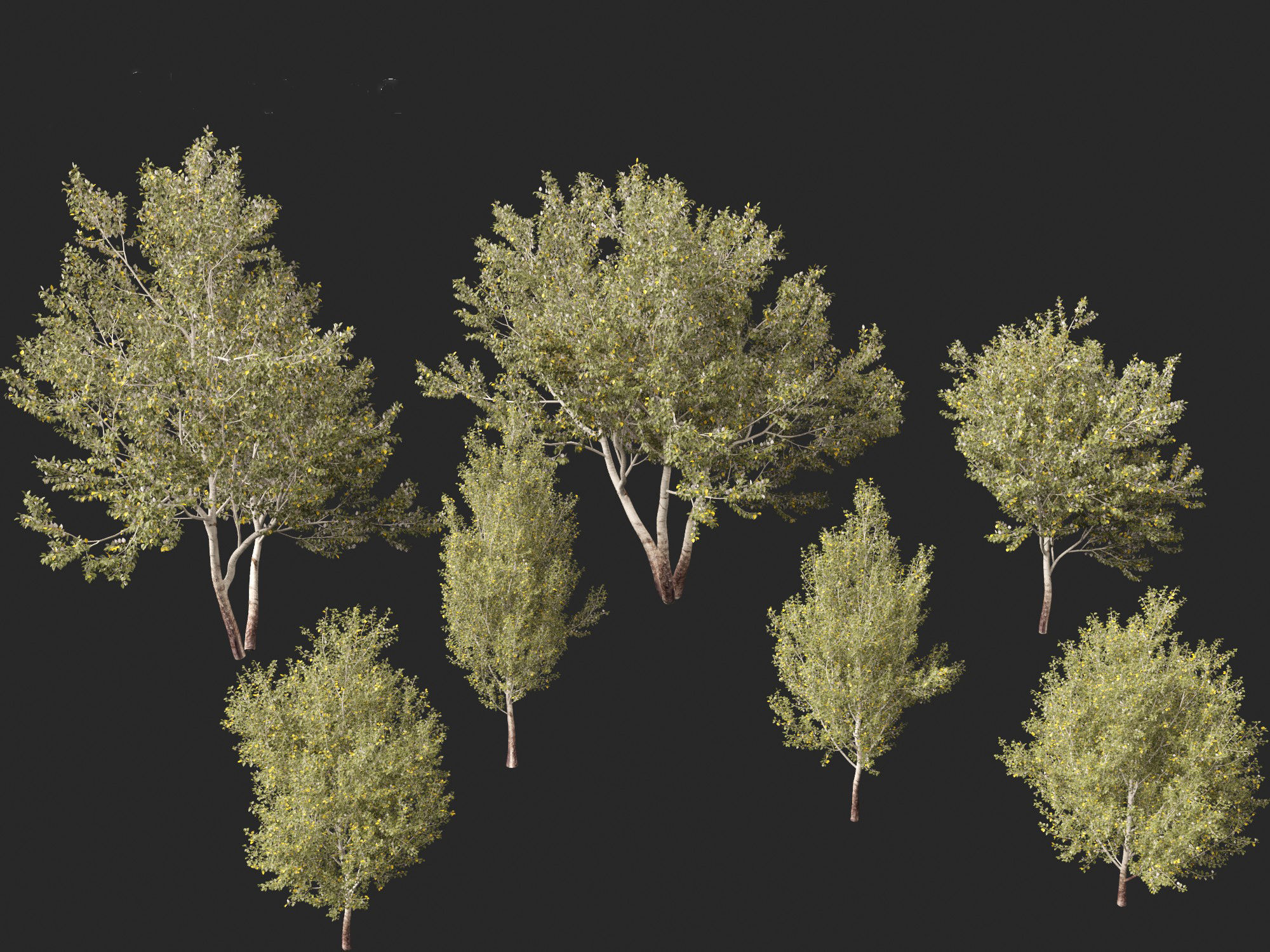 Populus alba - Poplar 3D model_7