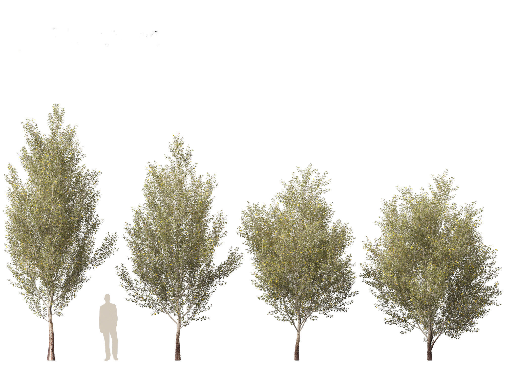 Populus alba - Poplar 3D model_8