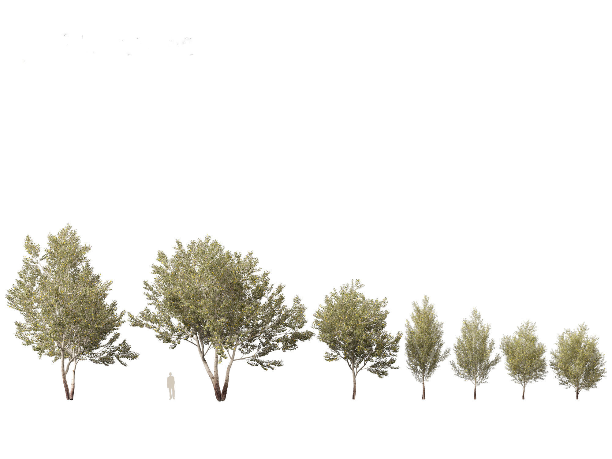 Populus alba - Poplar 3D model_3