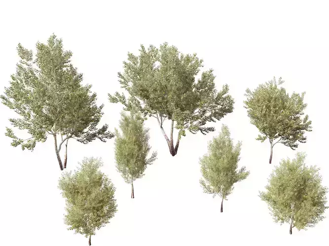 Populus alba - Poplar 3D model