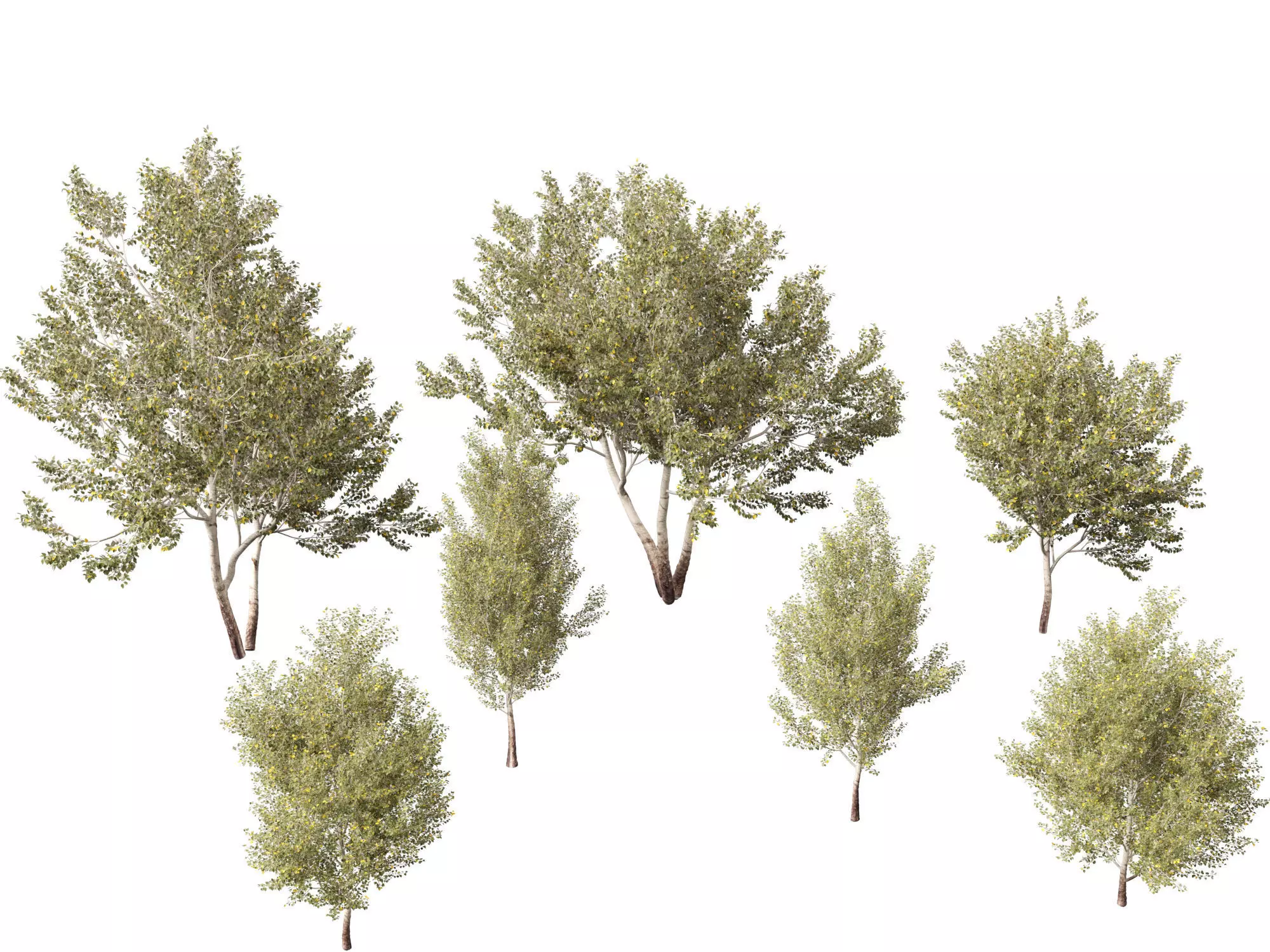 Populus alba - Poplar 3D model_0