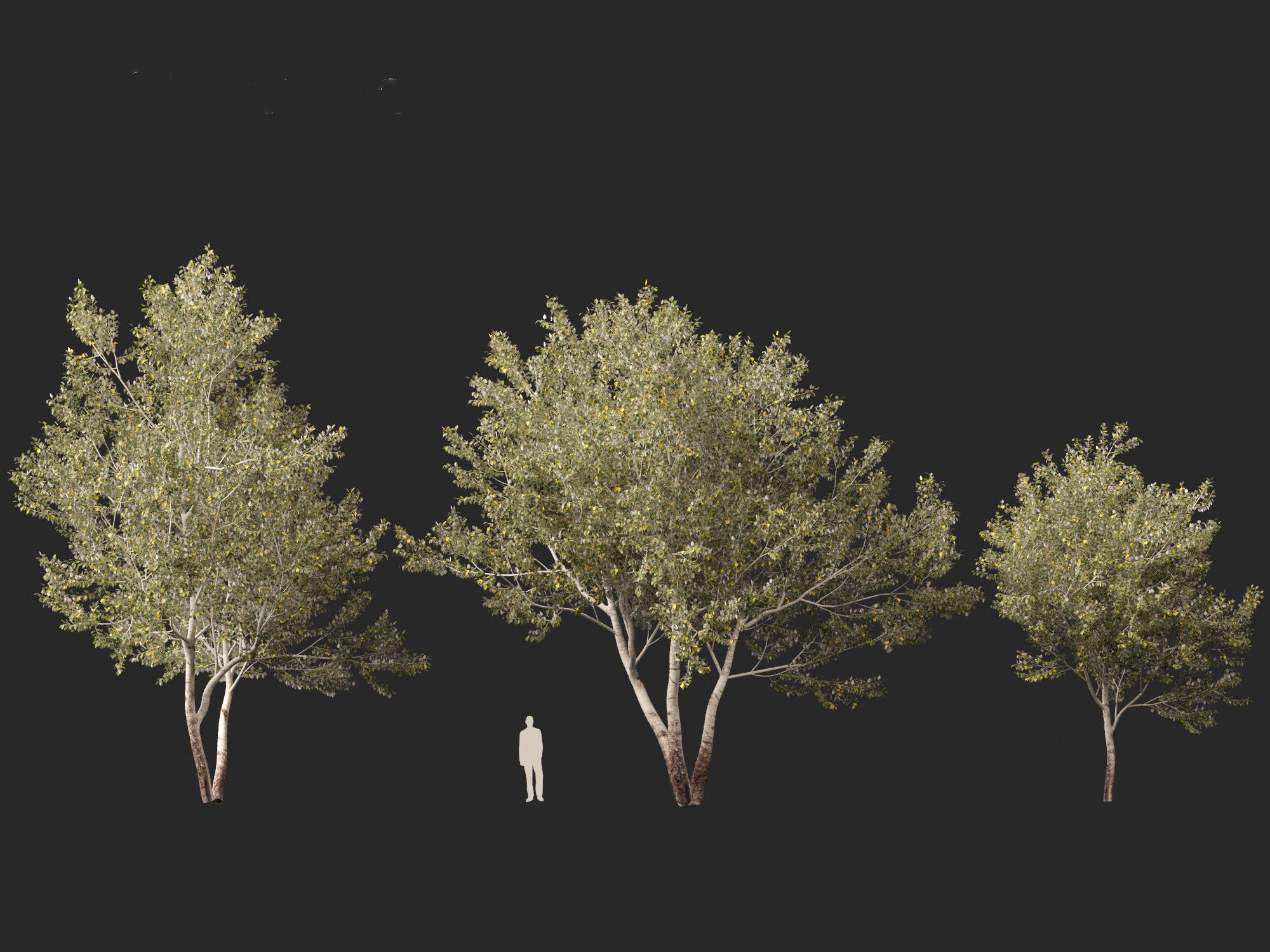 Populus alba - Poplar 3D model_2
