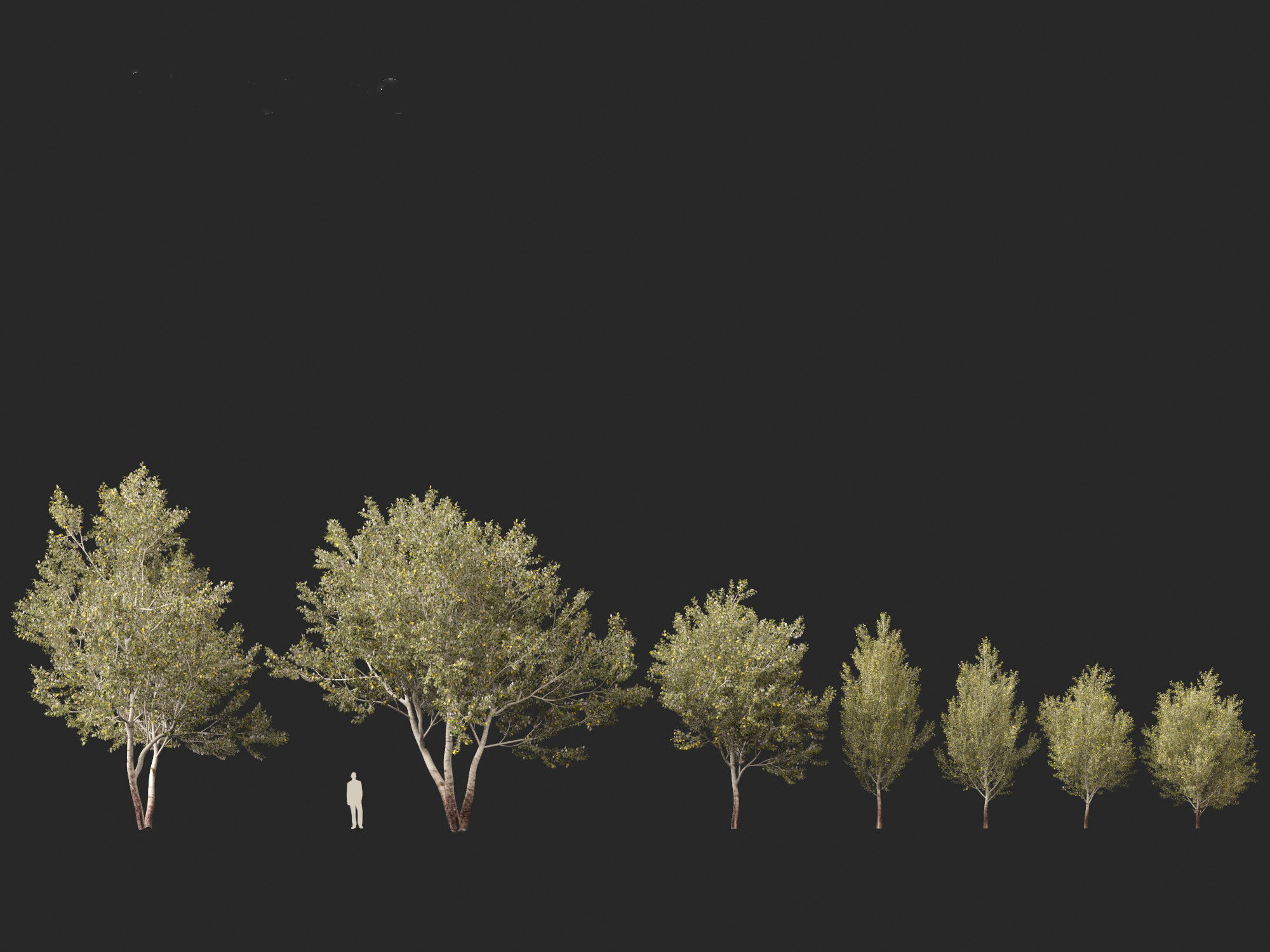 Populus alba - Poplar 3D model_6