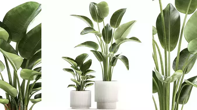 Set of plants in modern pots Strelitzia banana palm 1454