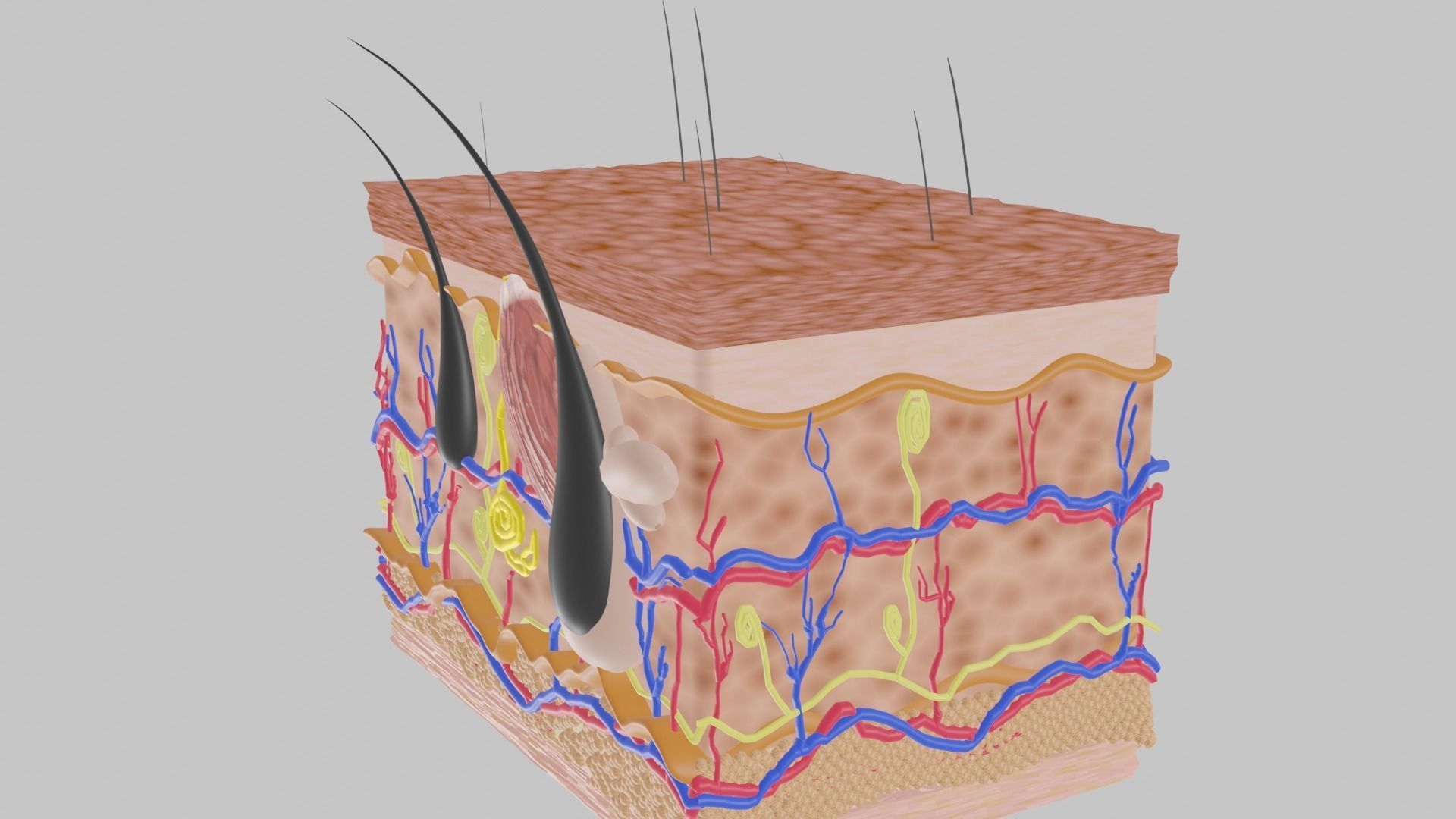 SKIN STRUCTURE 3D model_2