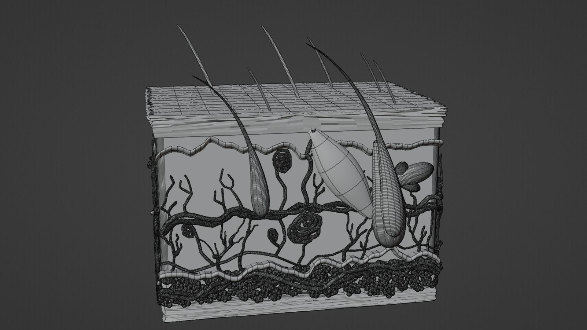 SKIN STRUCTURE 3D model_5