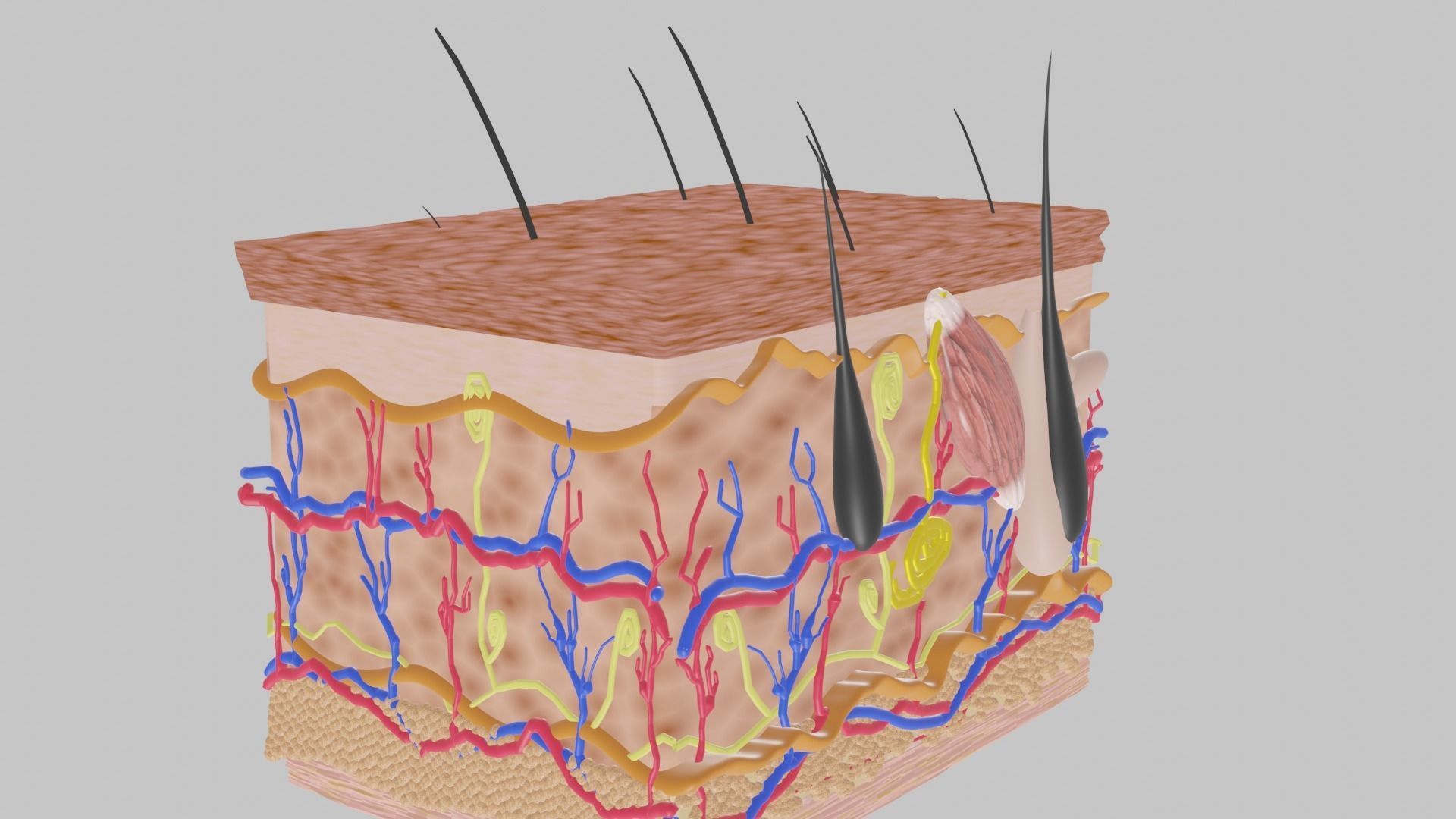 SKIN STRUCTURE 3D model_4