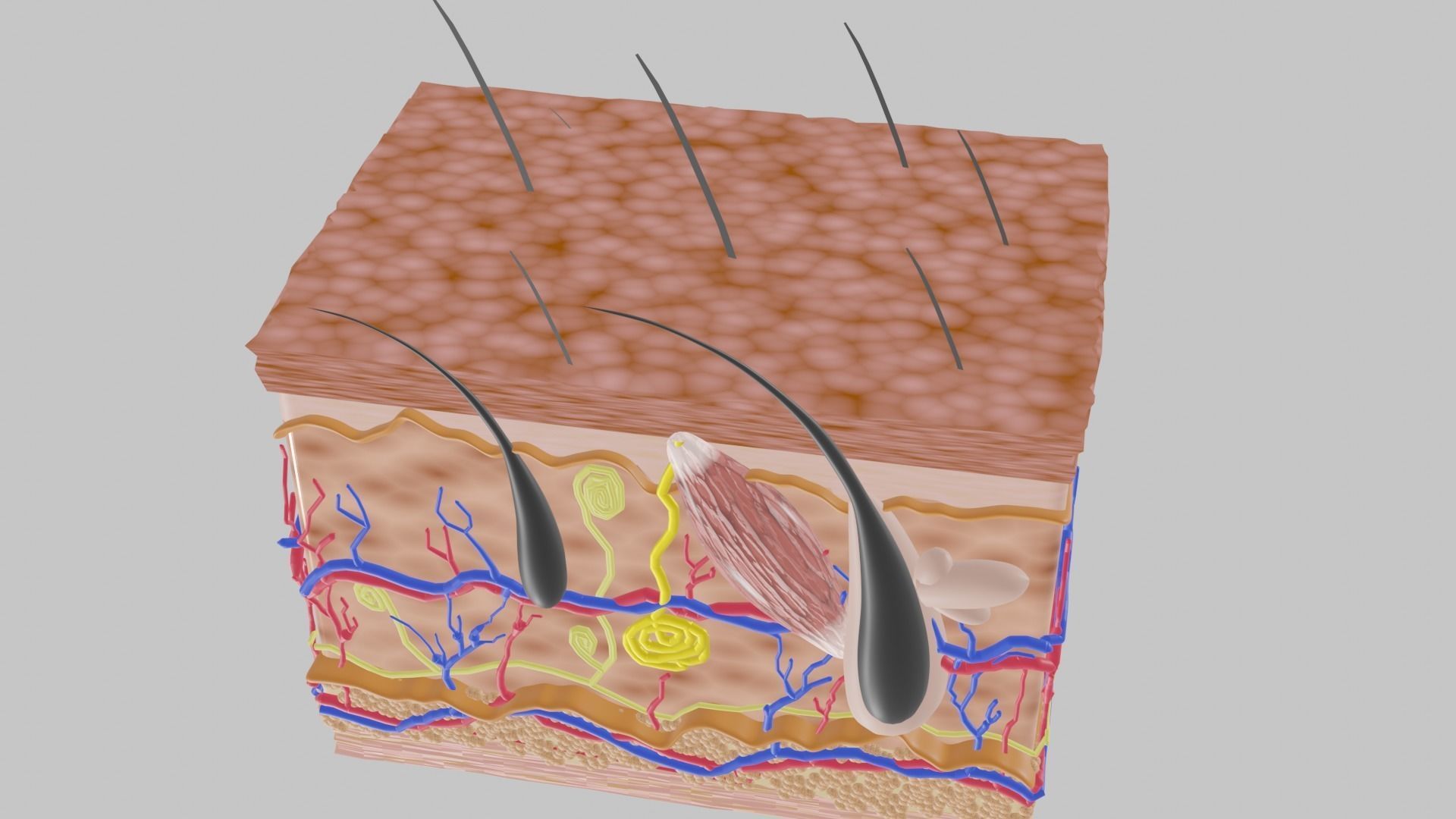 SKIN STRUCTURE 3D model_3