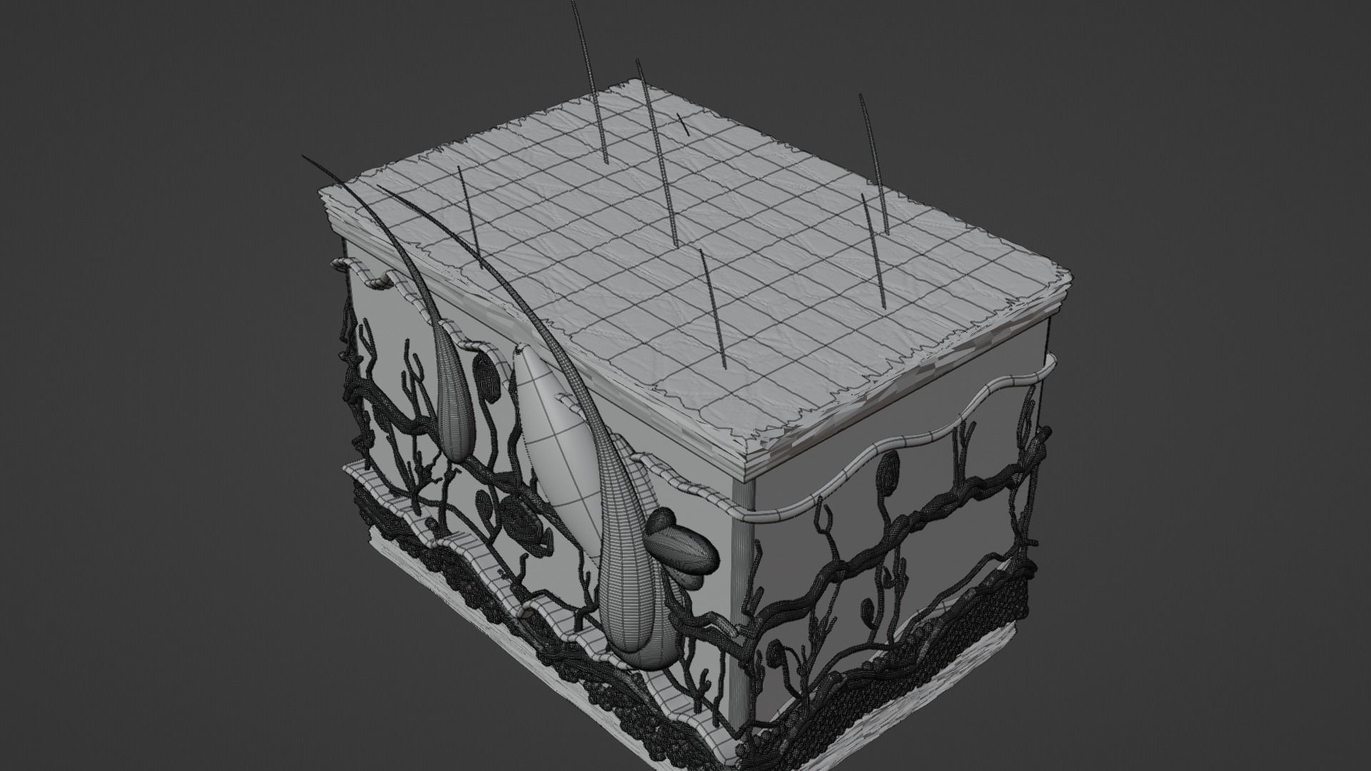 SKIN STRUCTURE 3D model_6