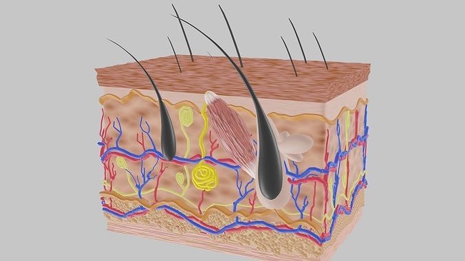 SKIN STRUCTURE 3D model