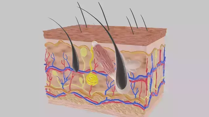 SKIN STRUCTURE