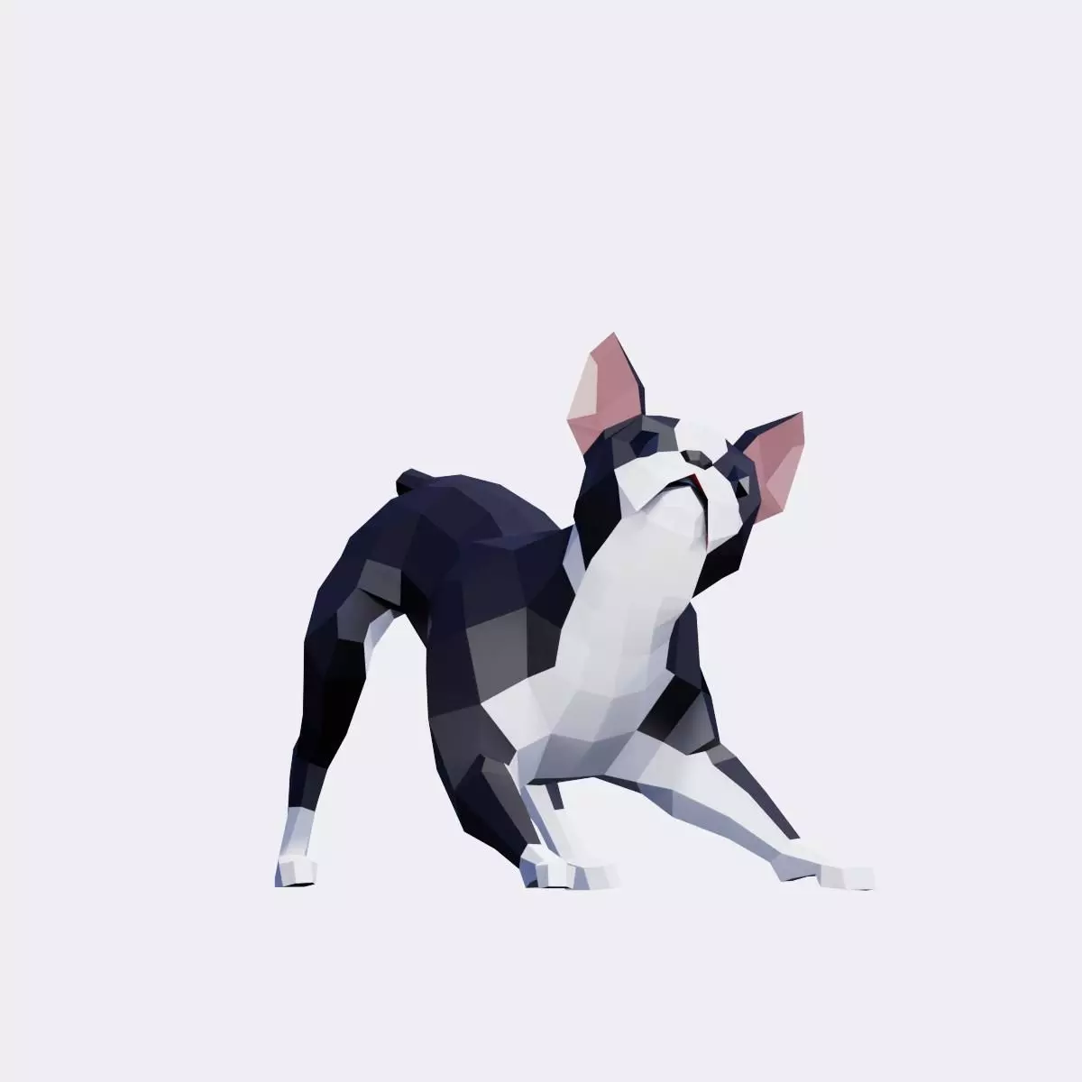 Boston Terrier Dogs Low-poly 3D model_0