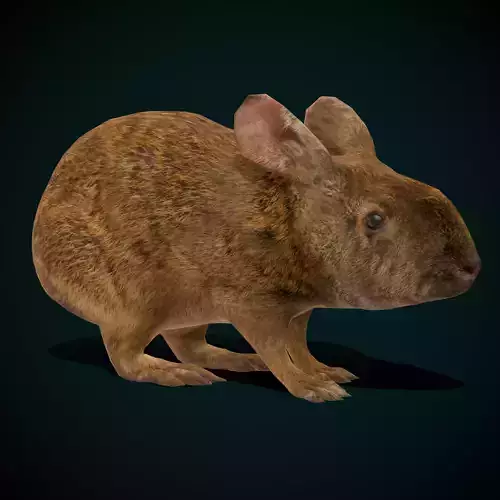 Lower Keys Marsh Rabbit