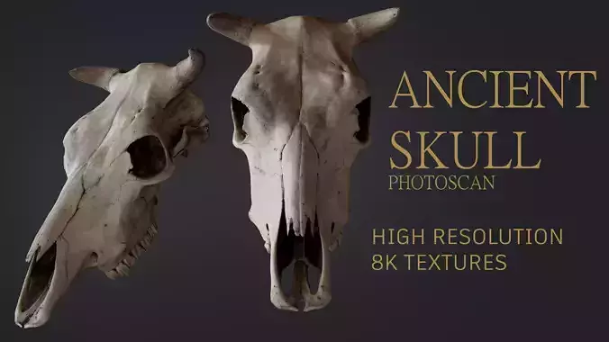 Ancient Skull Photoscanned
