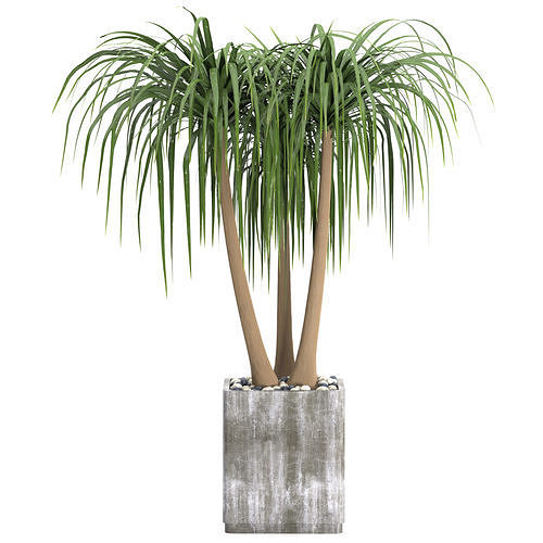 Indoor Plants in Ferm Living Bau Pot Large - Set039 3D model