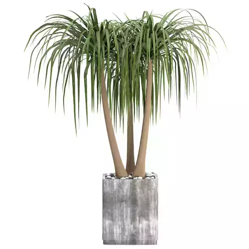 Indoor Plants in Ferm Living Bau Pot Large - Set039