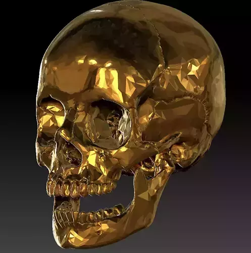 Anatomical Human skull 3D model
