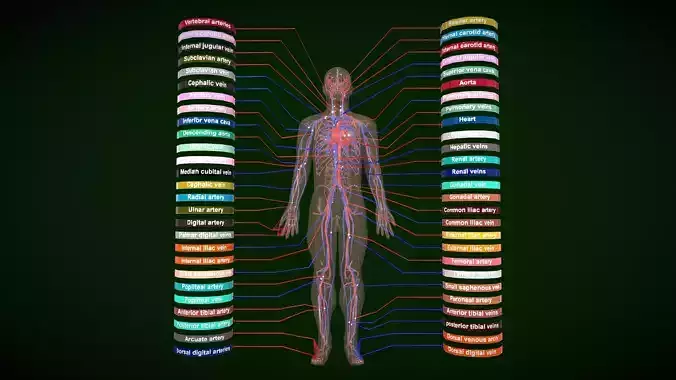 Circulatory System Human Anatomy 3d model Low-poly 3D model
