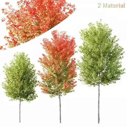 HQ Plants Acer X freemanii Freeman Maple Sapindaceae Tree 3D model
