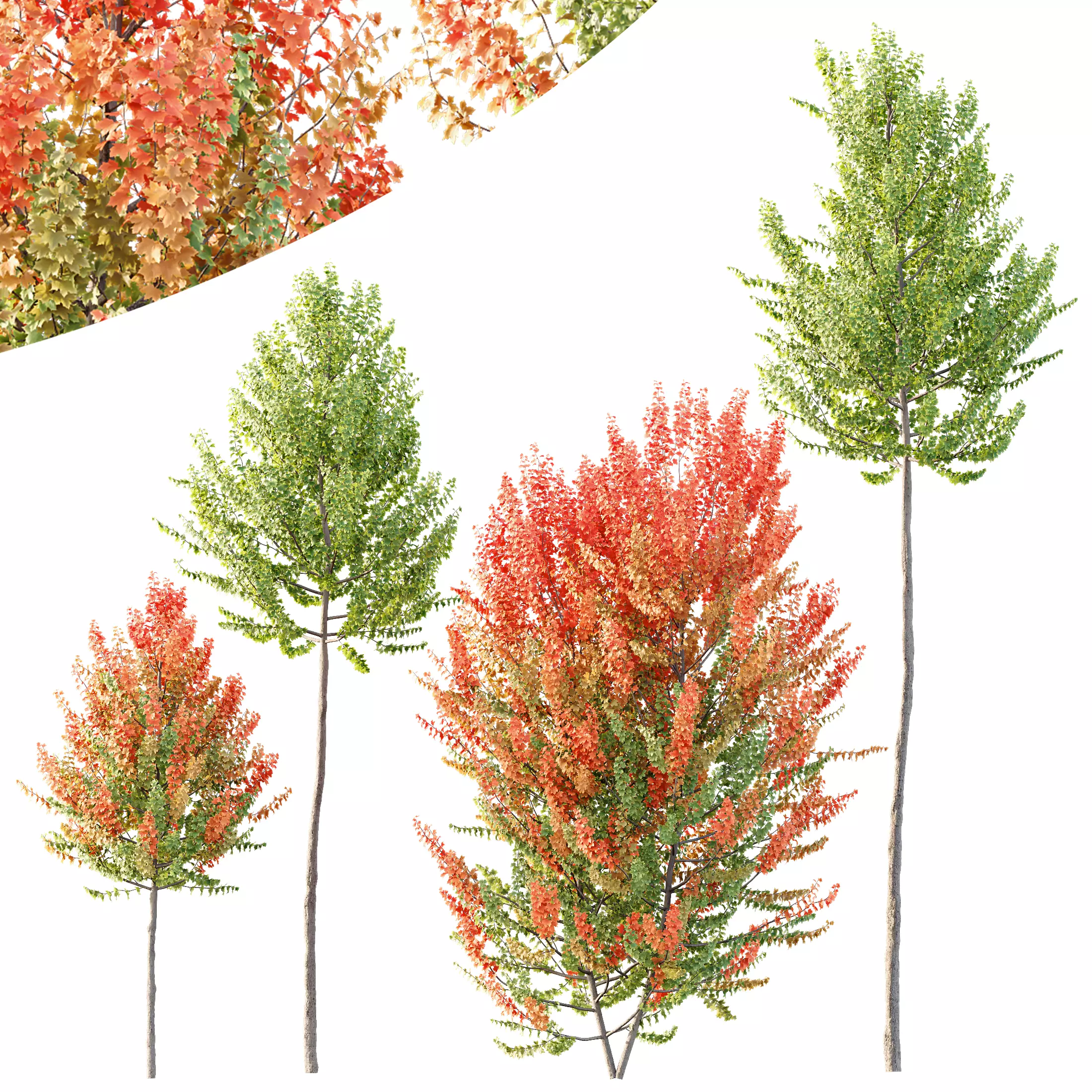 HQ Plants Acer X freemanii Freeman Maple Sapindaceae Set02 3D model_0