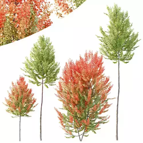 HQ Plants Acer X freemanii Freeman Maple Sapindaceae Set02 3D model
