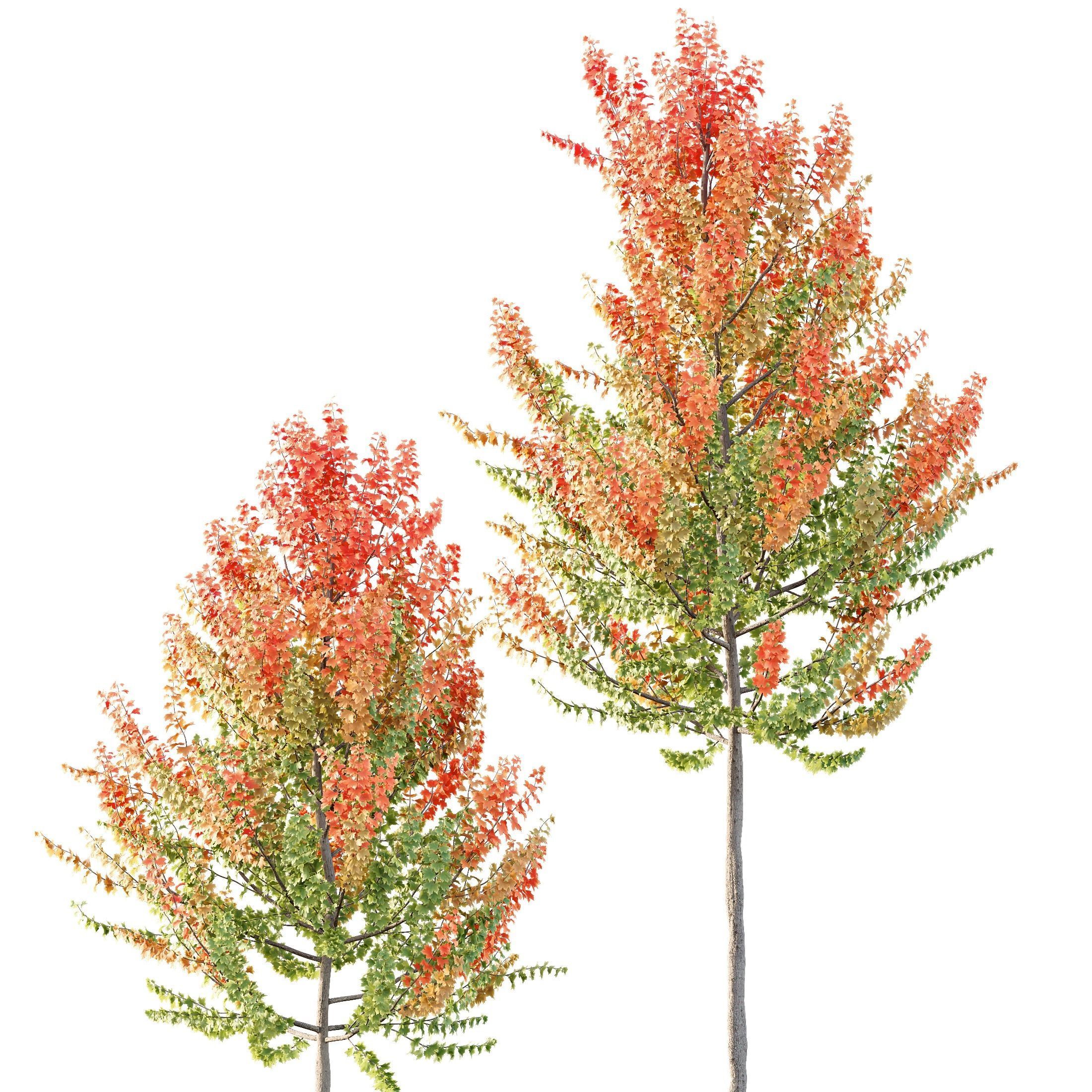 HQ Plants Acer X freemanii Freeman Maple Sapindaceae Set02 3D model_3