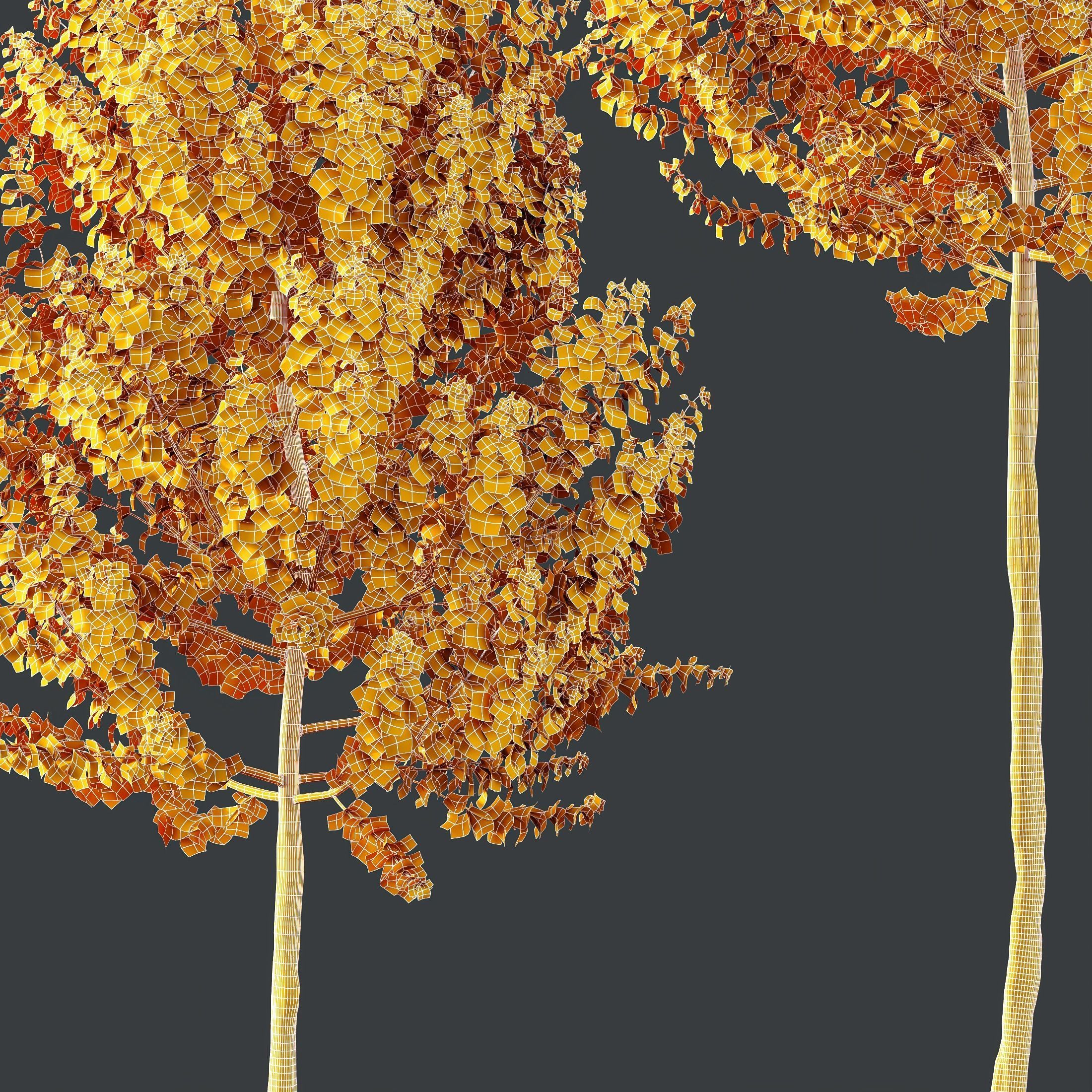 HQ Plants Acer X freemanii Freeman Maple Sapindaceae Set02 3D model_4