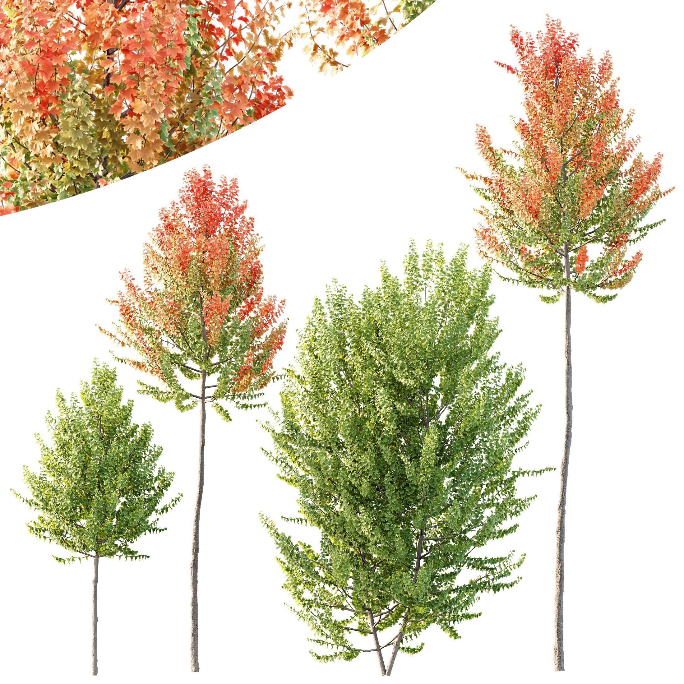 HQ Plants Acer X freemanii Freeman Maple Sapindaceae Set02 3D model_2