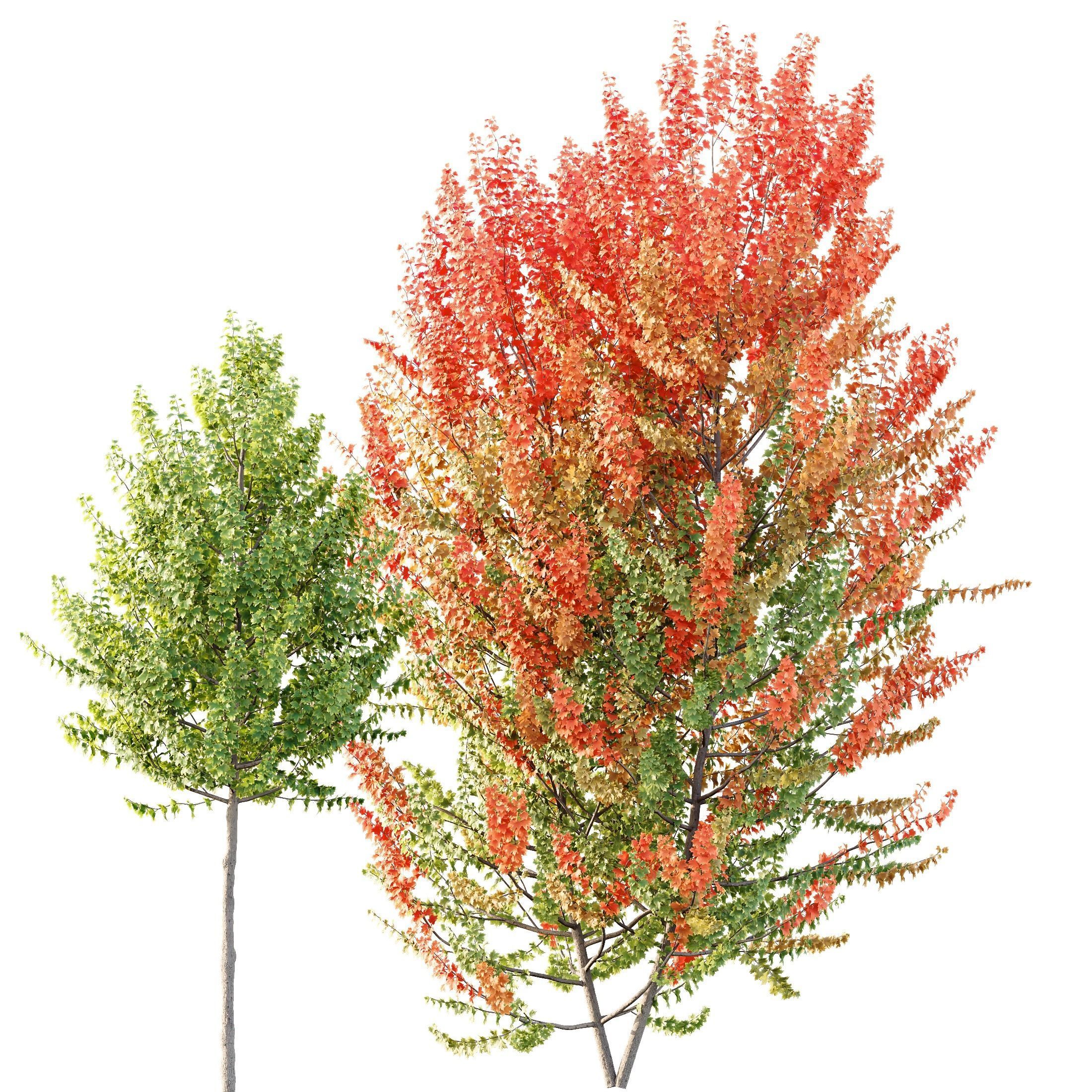 HQ Plants Acer X freemanii Freeman Maple Sapindaceae Set02 3D model_1