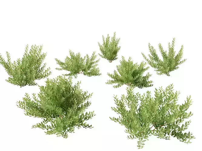 Prunus pumila Besseyi - Western Sand Cherry