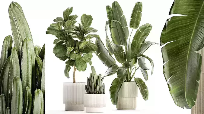 Set Of Plants Pots Ficus Lyrata Strelitzia Cactus 1455