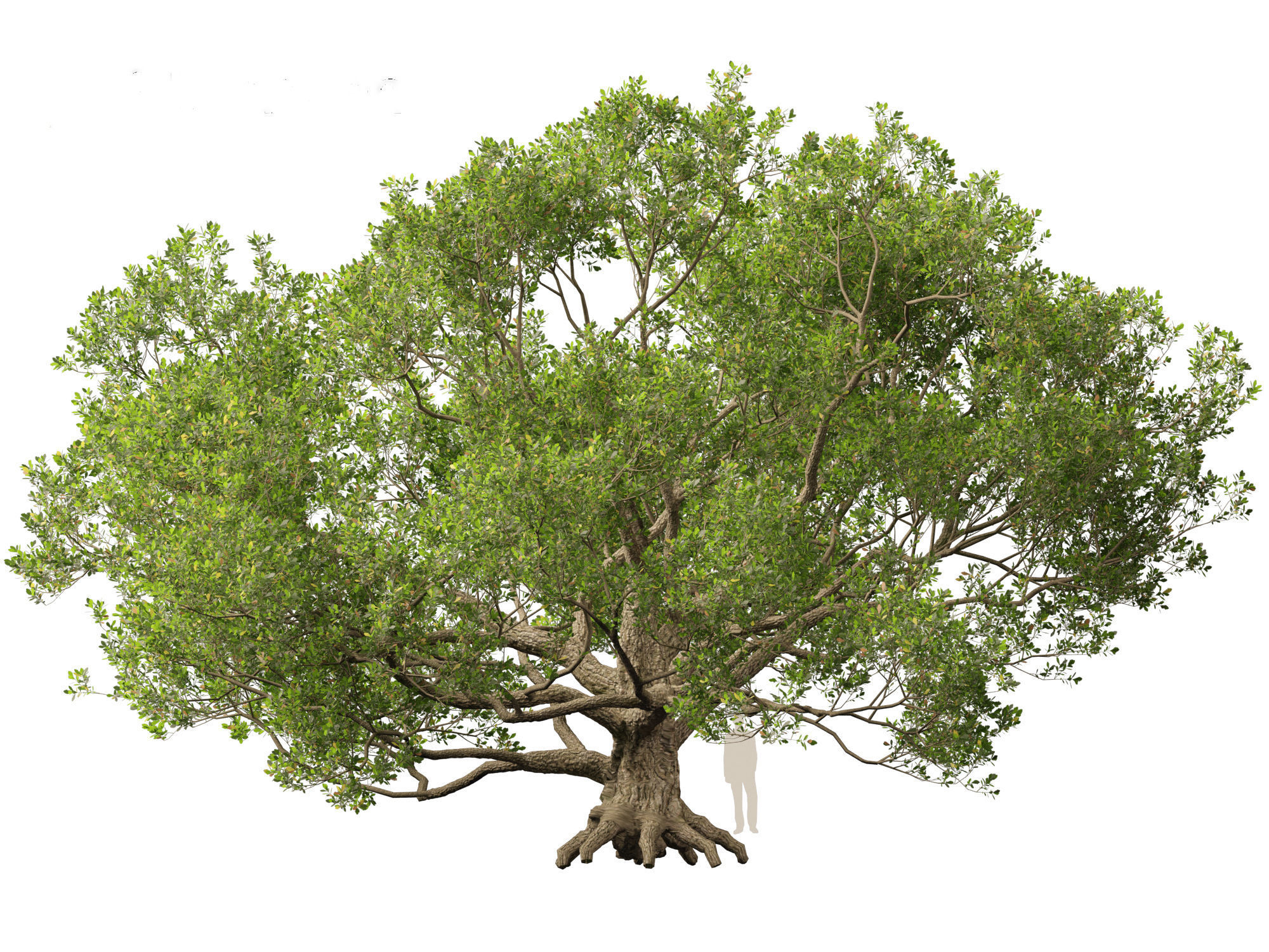 Quercus alba - White oak 3D model_4