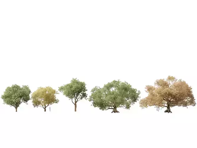 Quercus alba - White oak 3D model