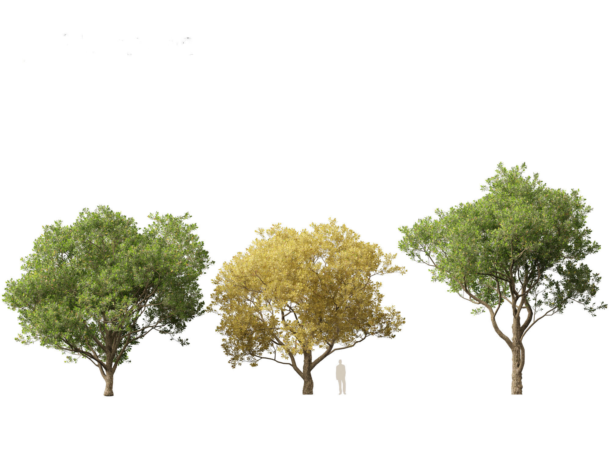 Quercus alba - White oak 3D model_2