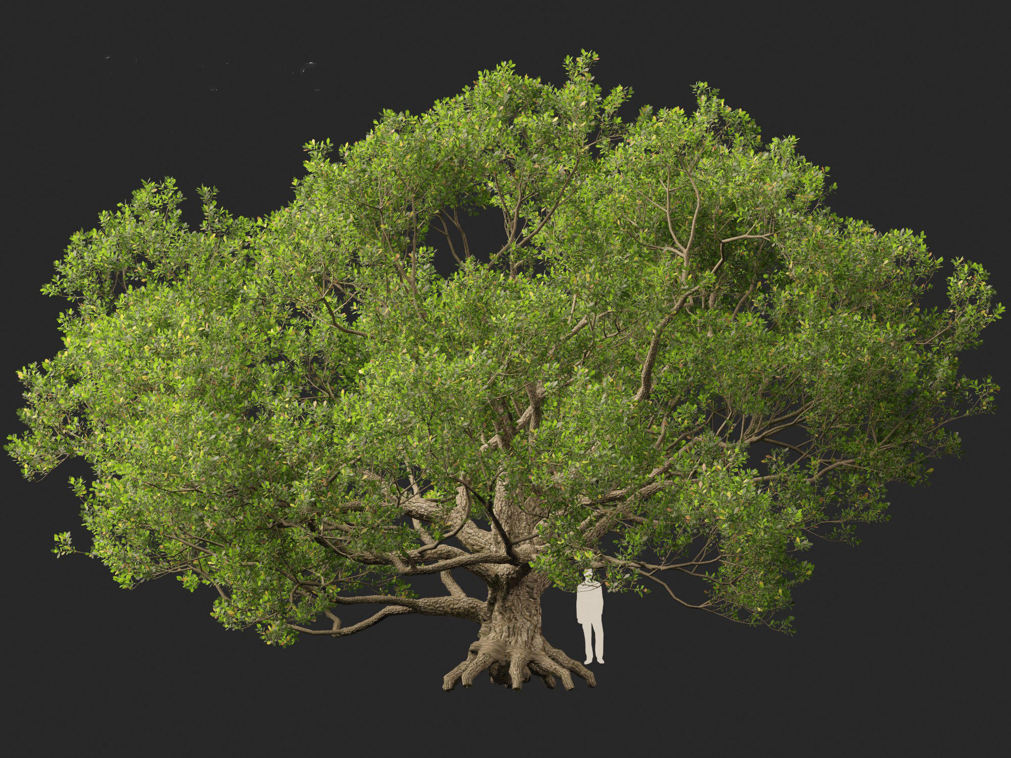 Quercus alba - White oak 3D model_5