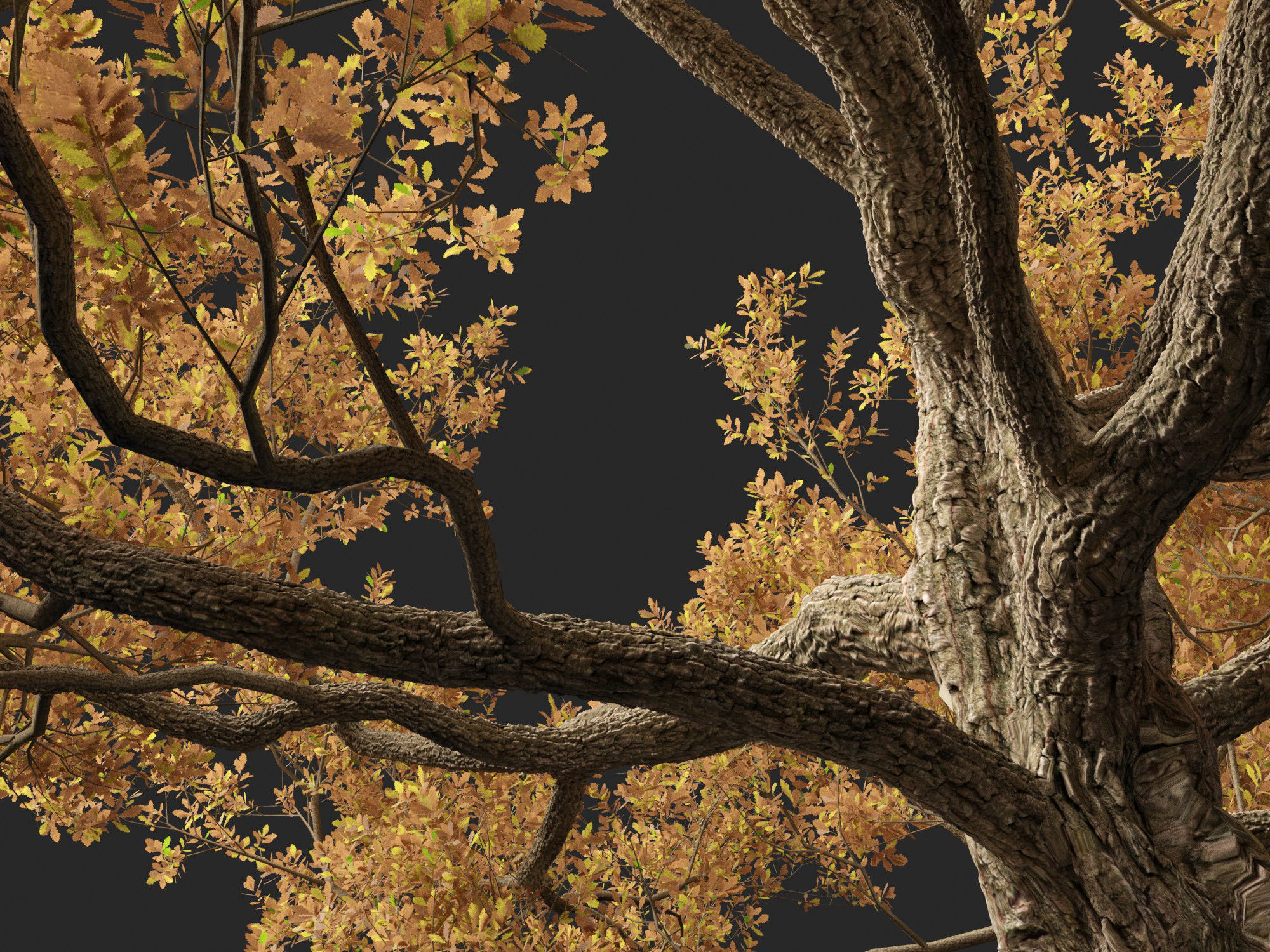 Quercus alba - White oak 3D model_7