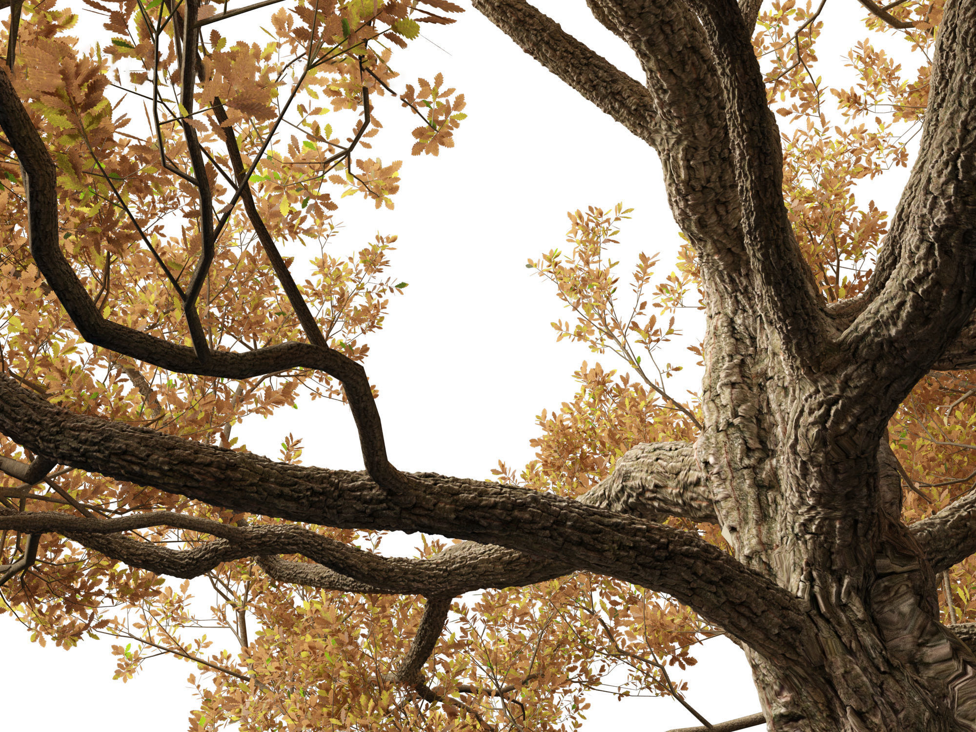 Quercus alba - White oak 3D model_6