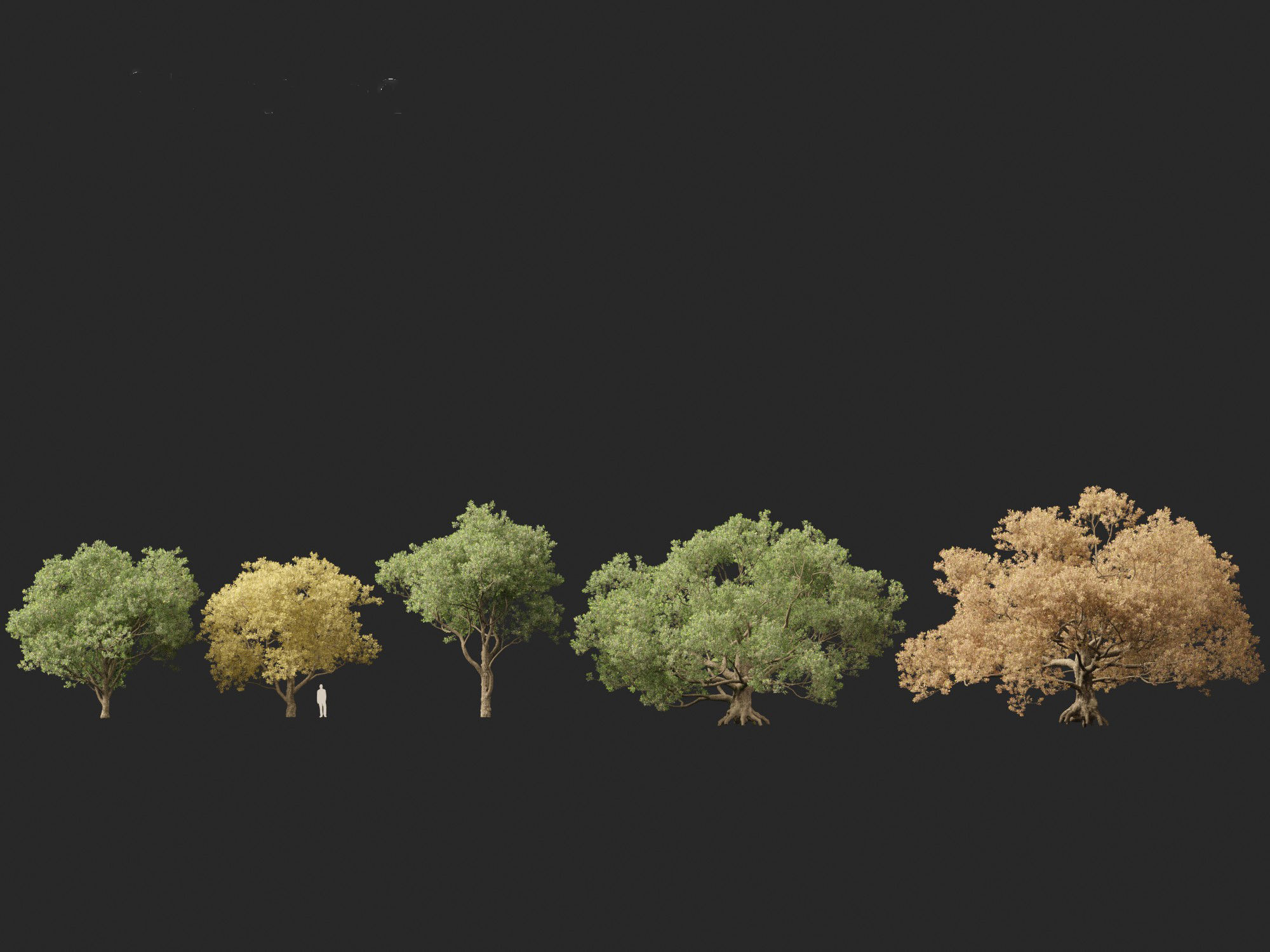 Quercus alba - White oak 3D model_1
