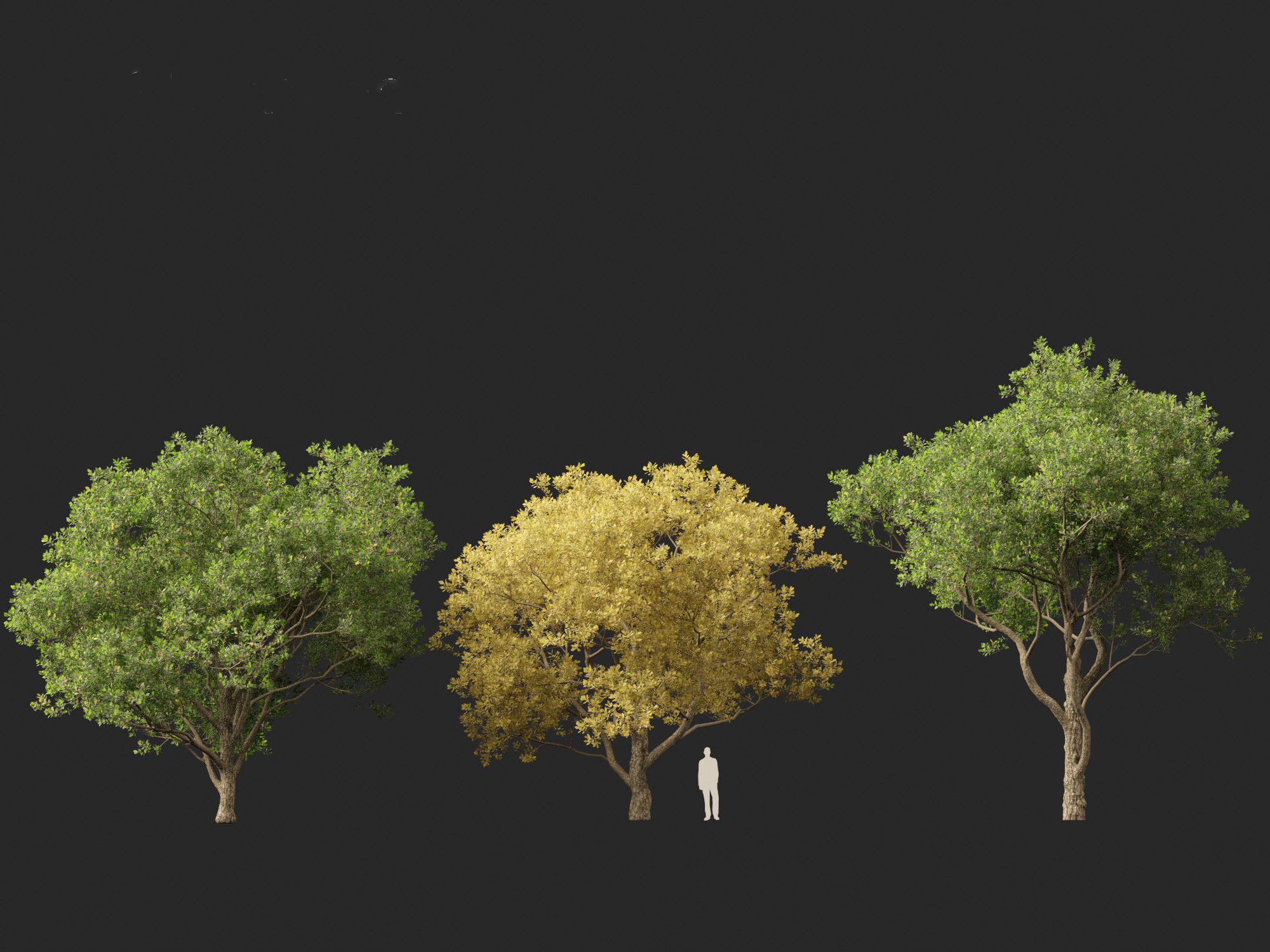 Quercus alba - White oak 3D model_3