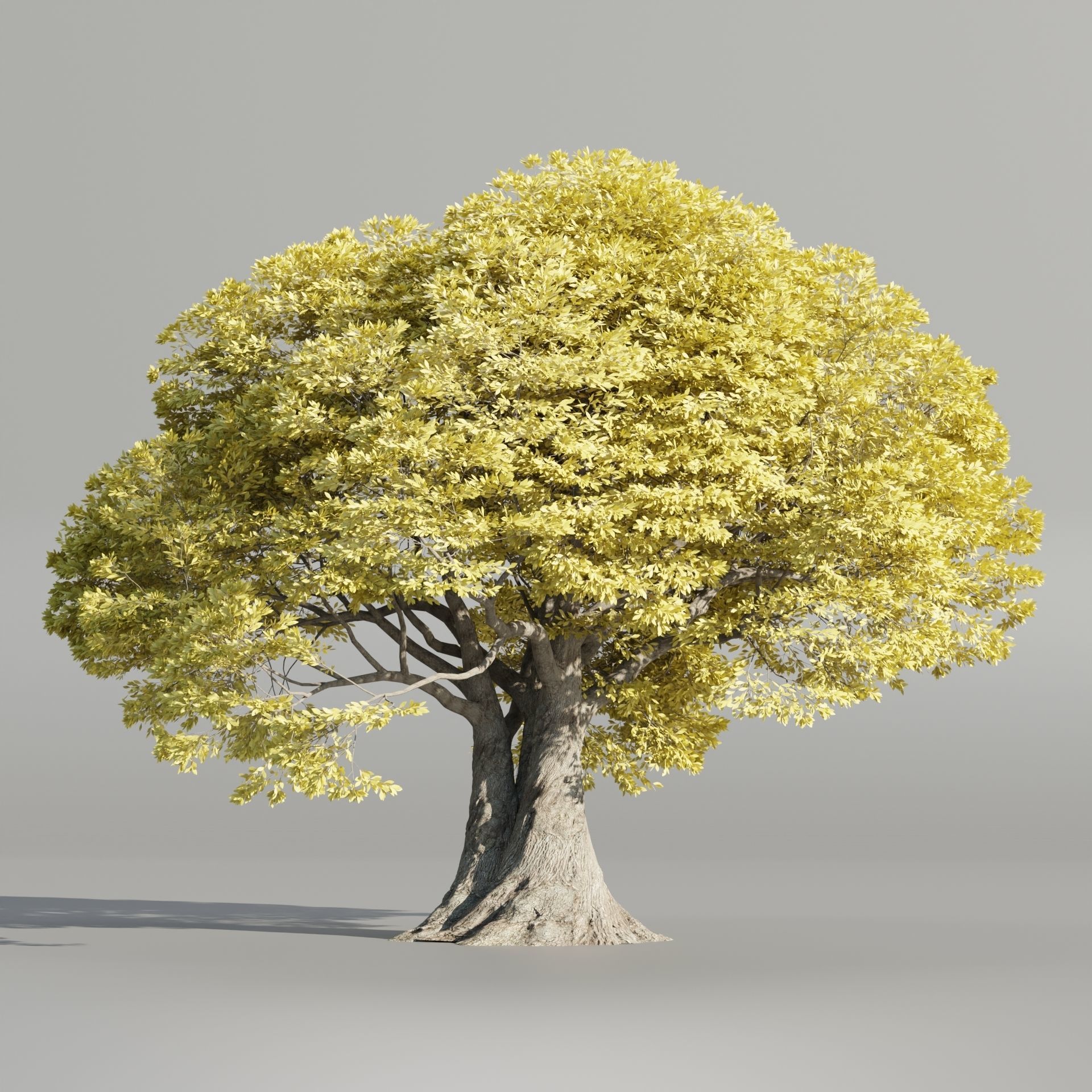 Landscape Tree vol 165-Blender 3D model_1
