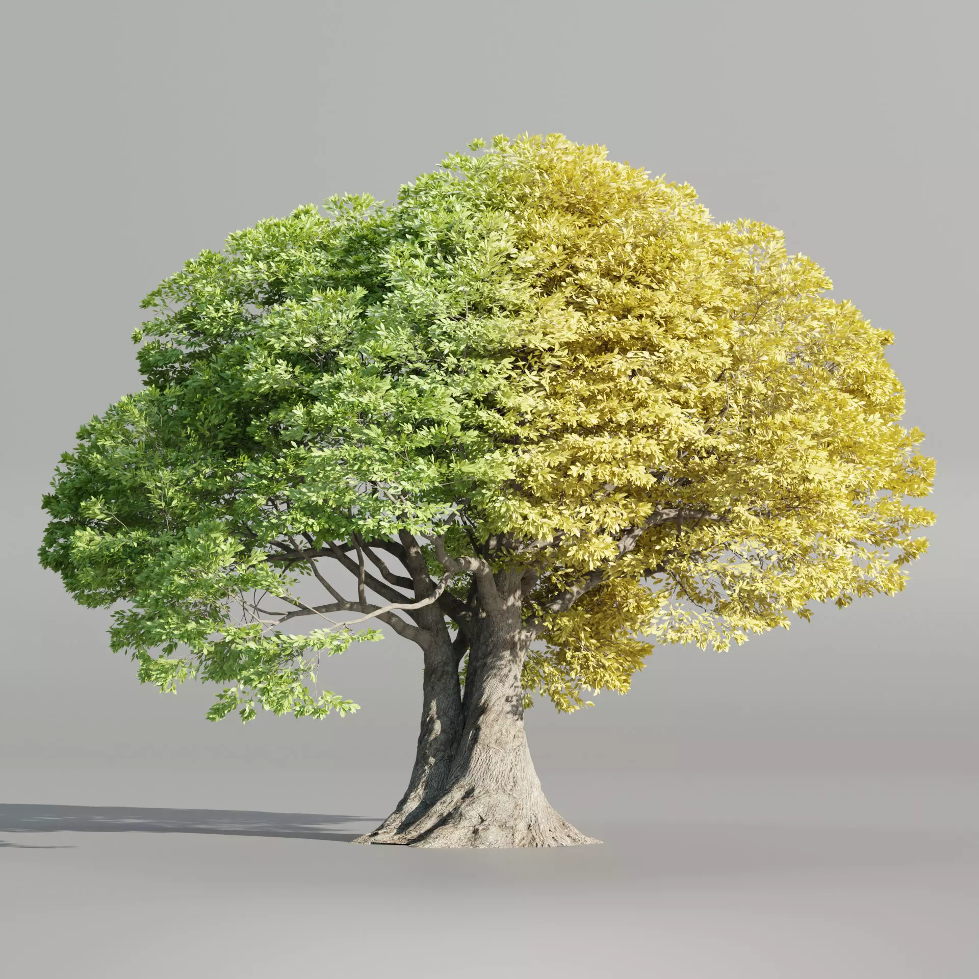 Landscape Tree vol 165-Blender 3D model_0