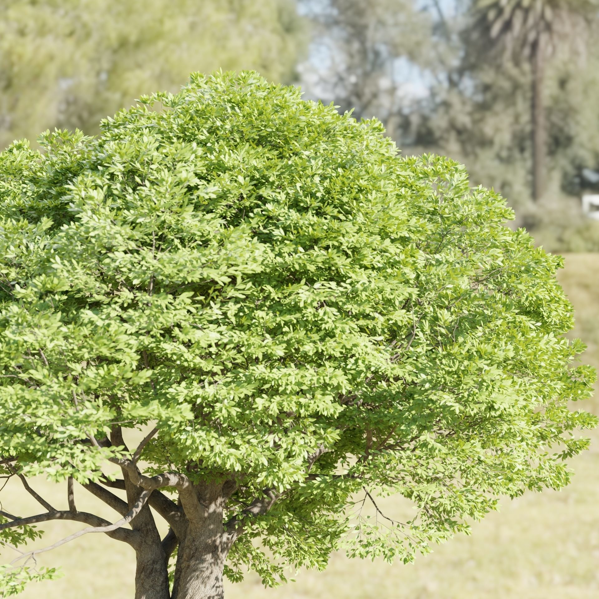 Landscape Tree vol 165-Blender 3D model_6