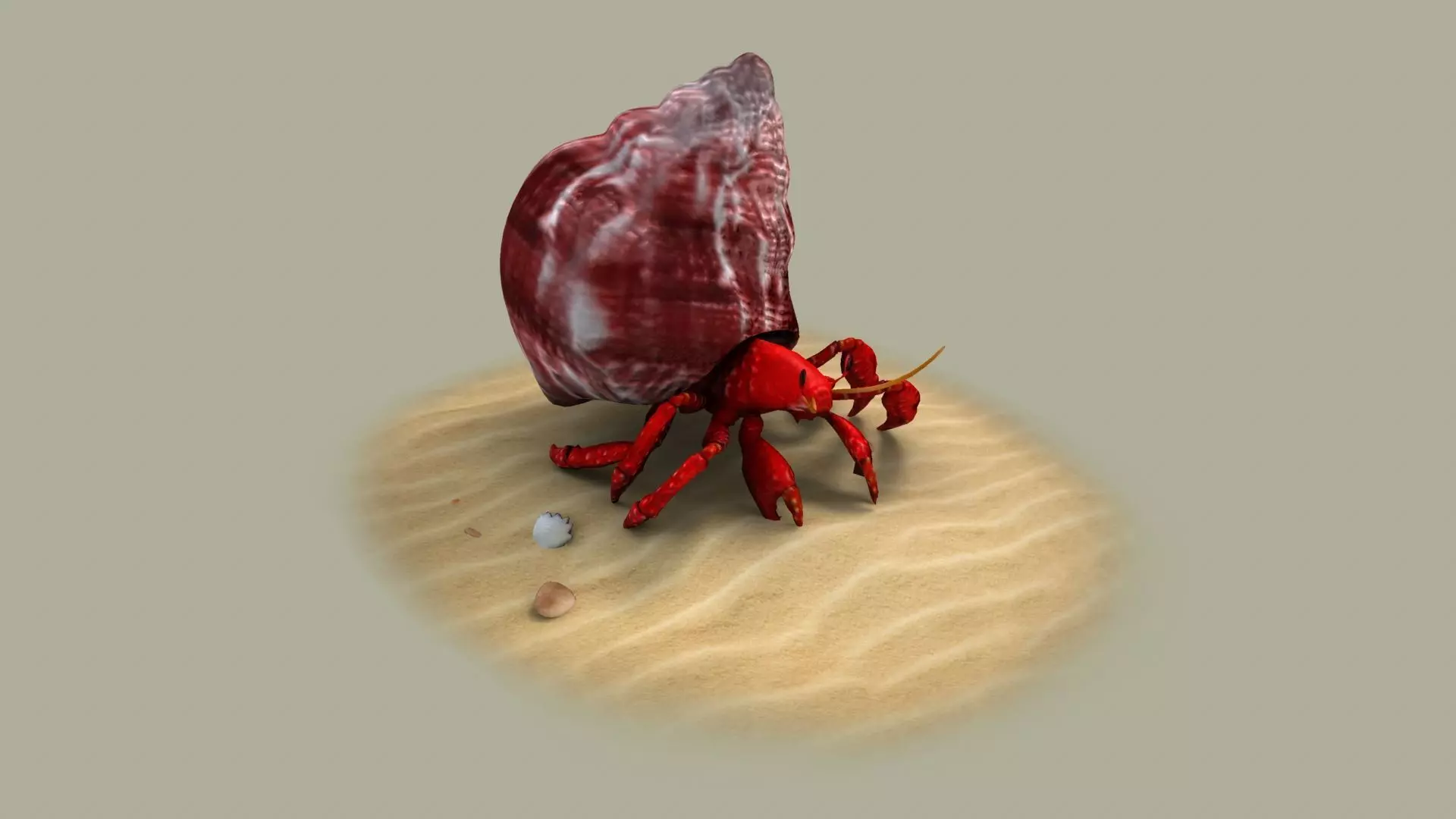 Fiddler crab sea crab shell crab 3D model