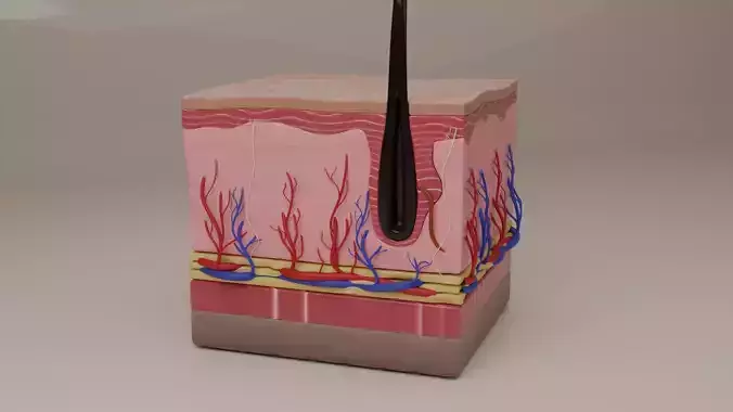 Skin structure 3D model