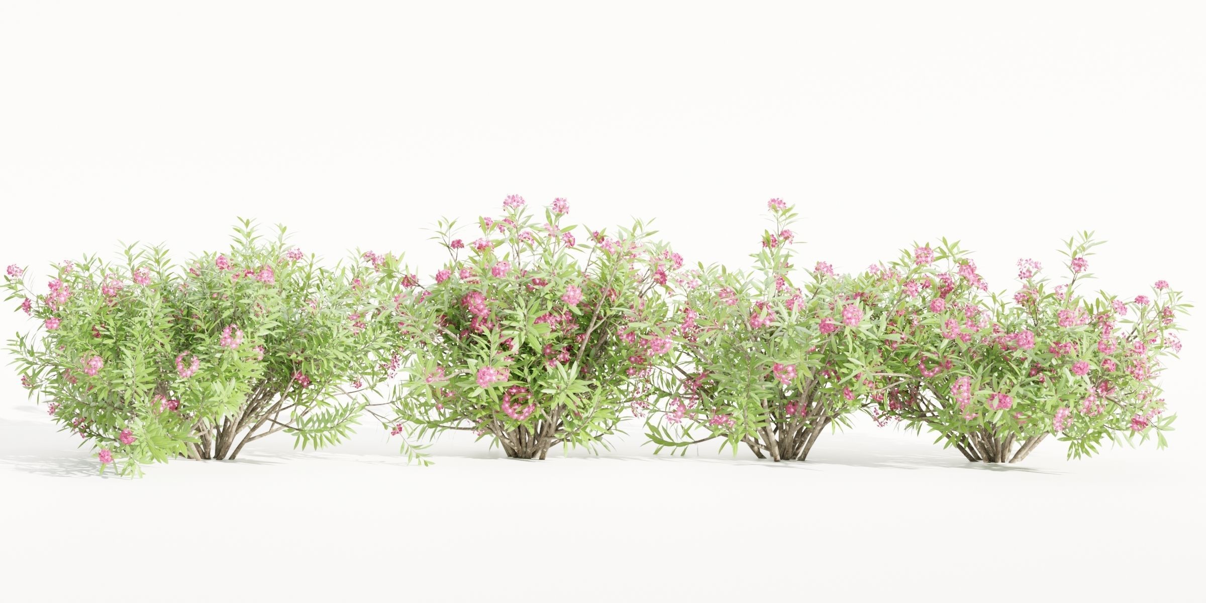 Oleander collection vol 166-Blender 3D model_3