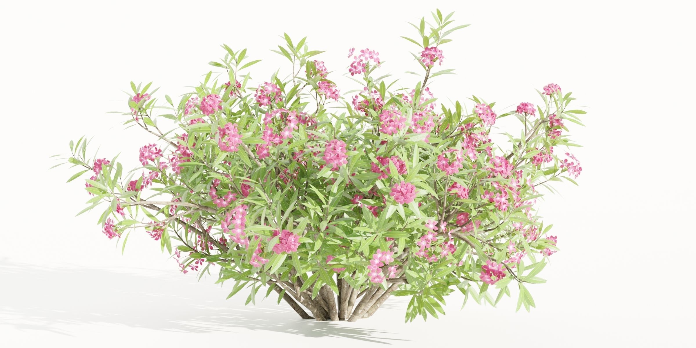 Oleander collection vol 166-Blender 3D model_4