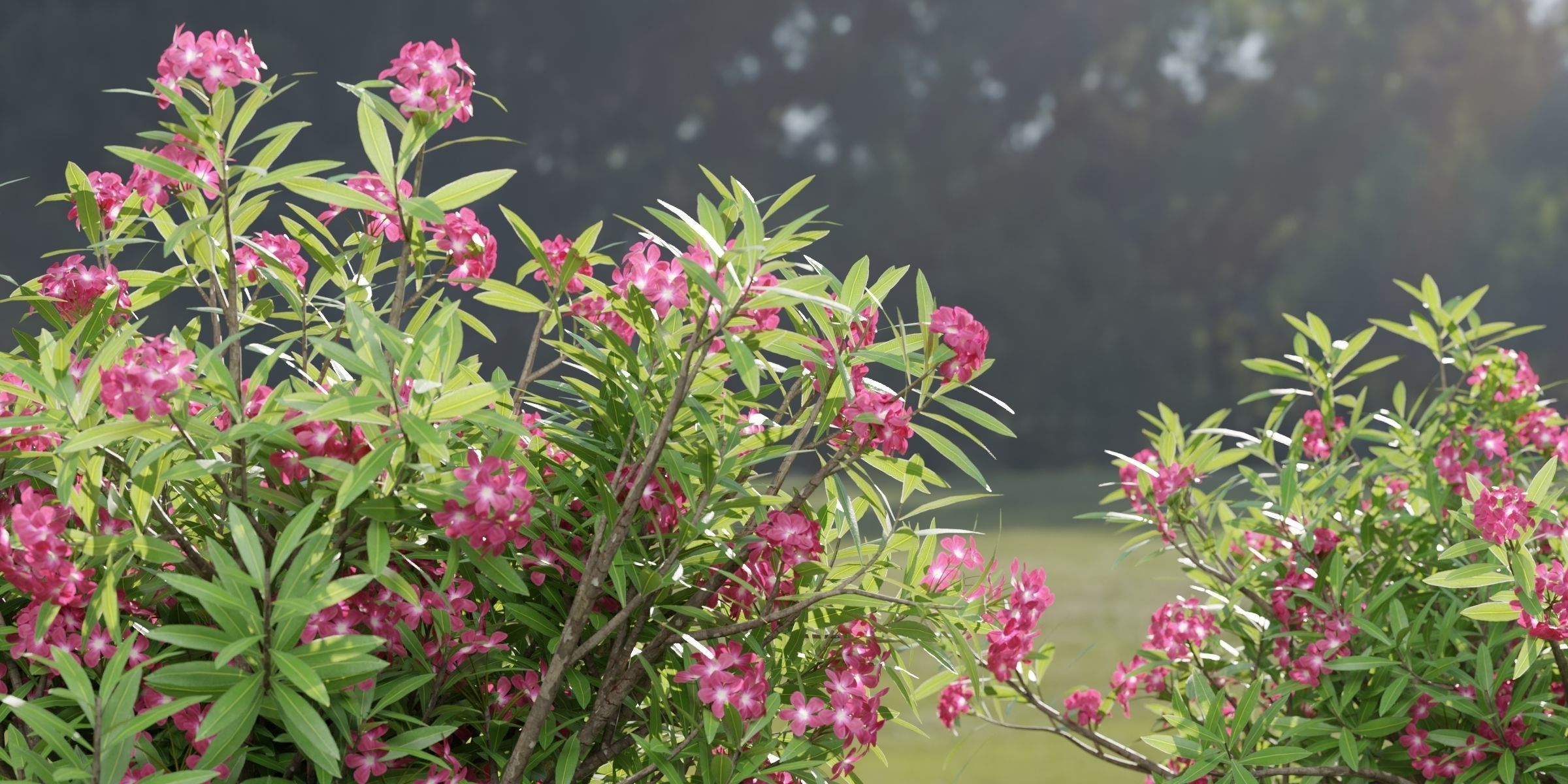 Oleander collection vol 166-Blender 3D model_2