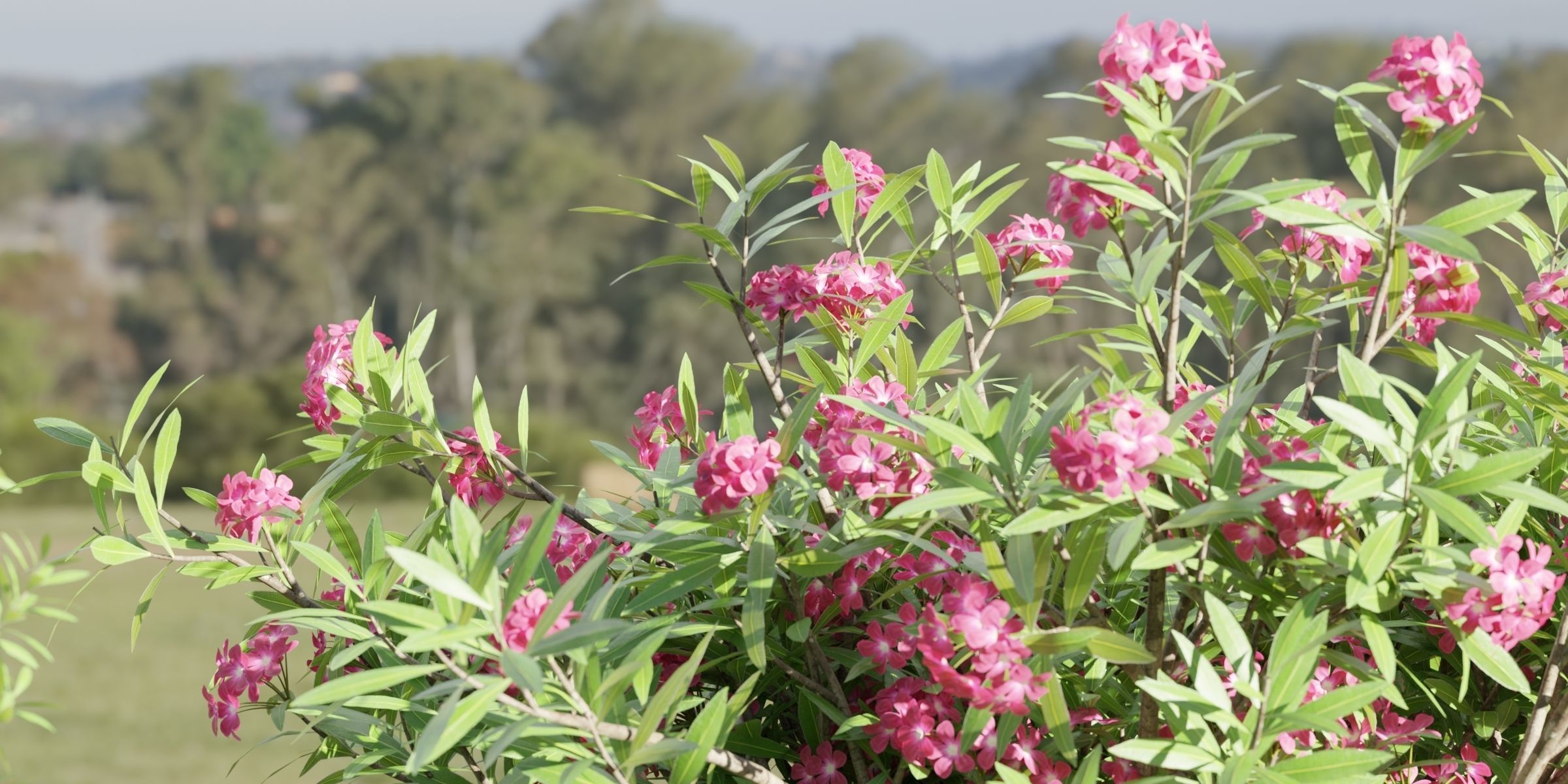 Oleander collection vol 166-Blender 3D model_1