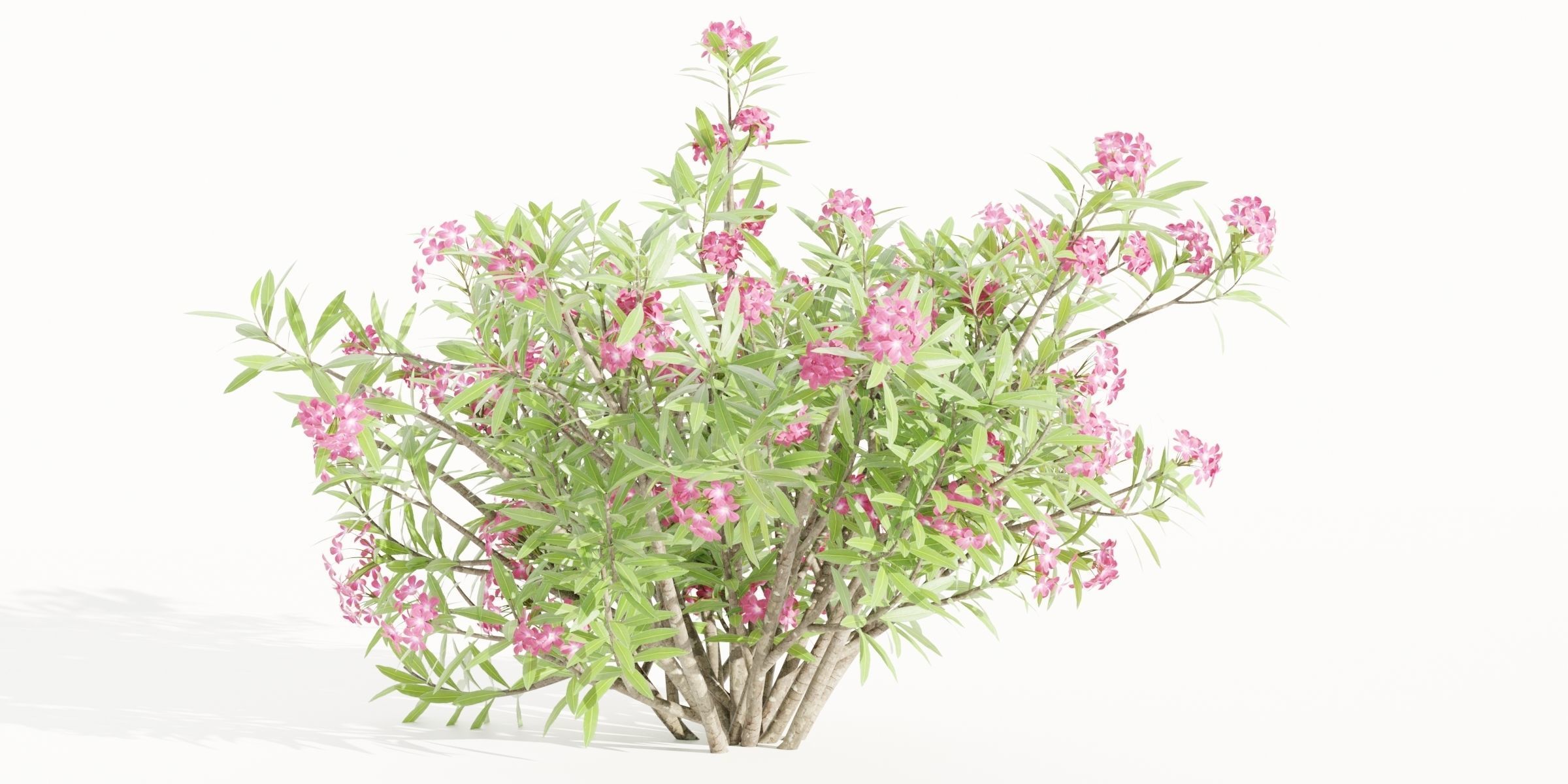 Oleander collection vol 166-Blender 3D model_5