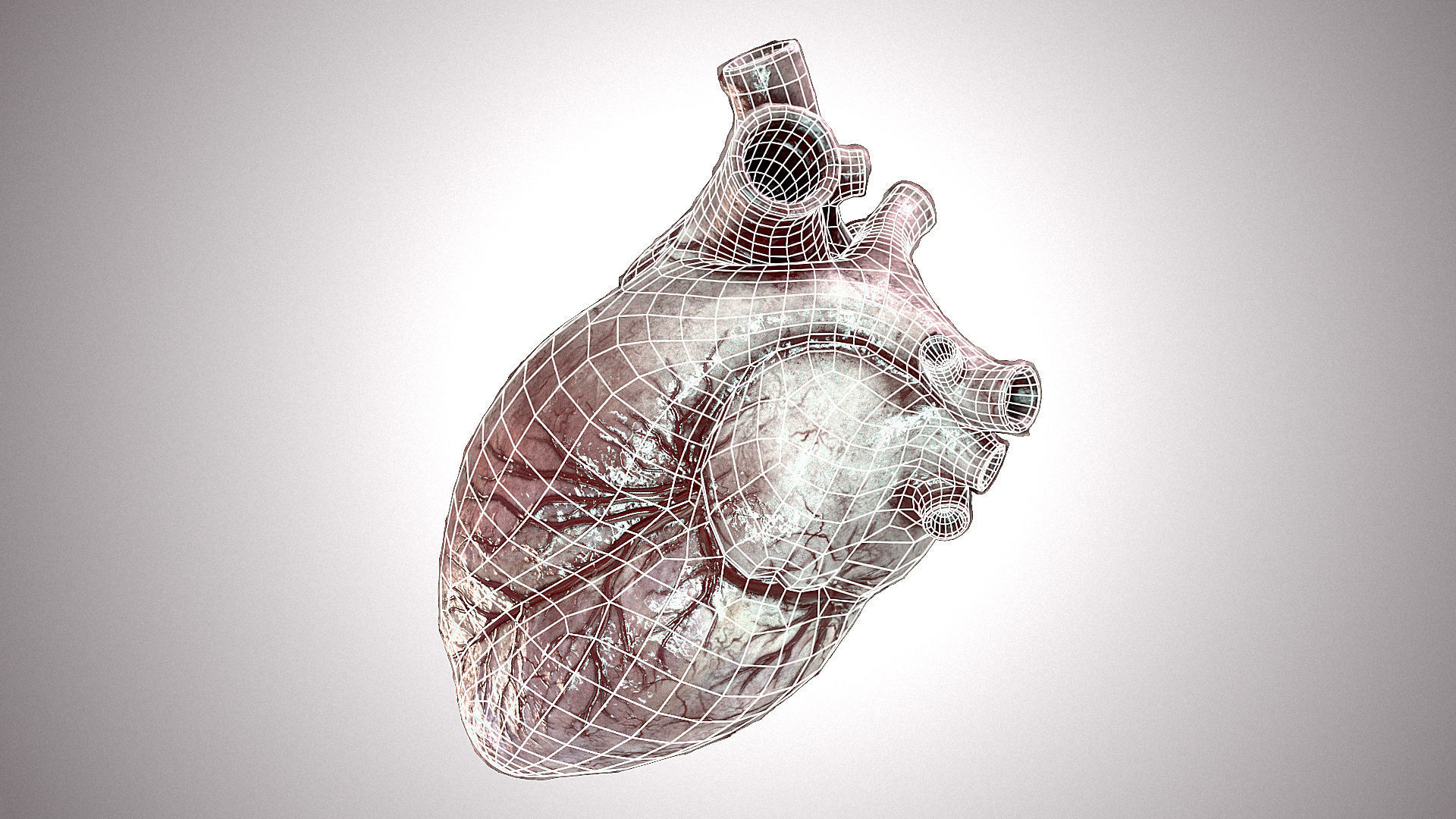 Heart Anatomic Animated PBR Low-poly 3D model_18
